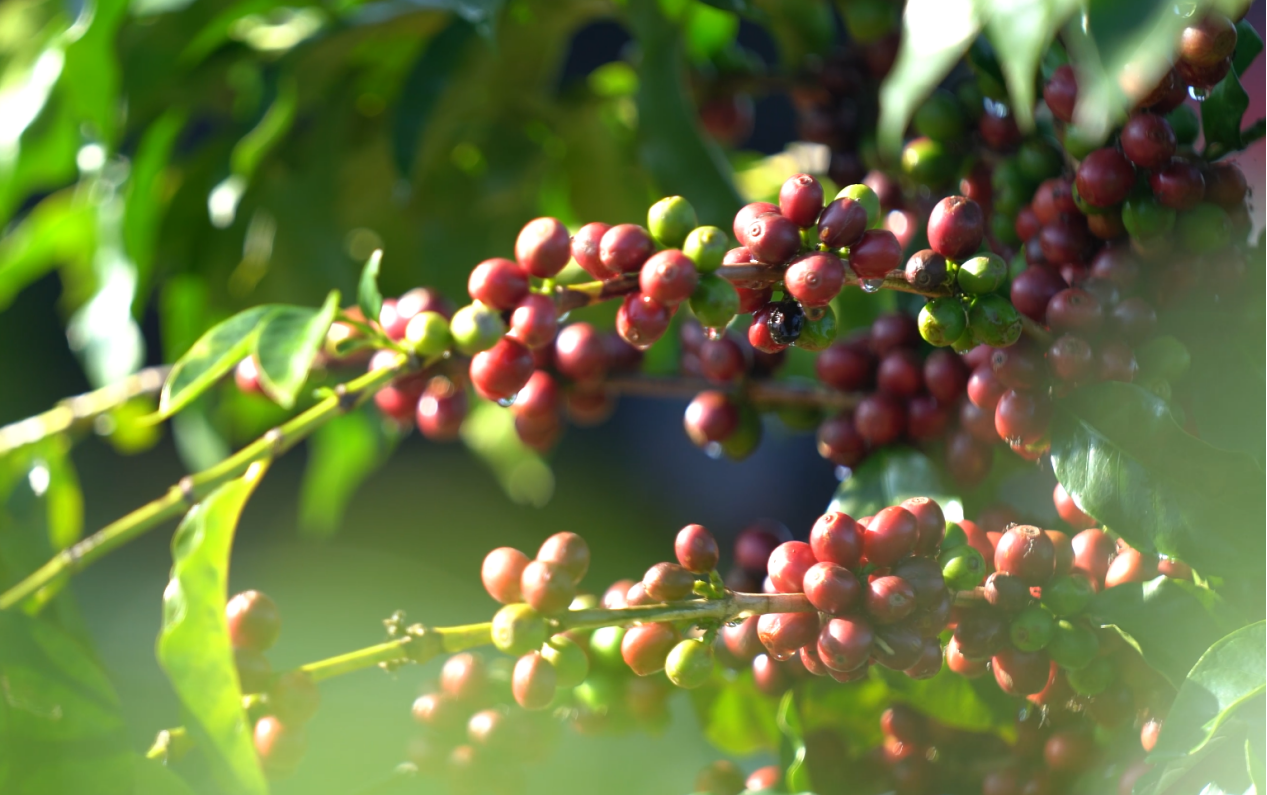 Z6¡¤×ðÁú¡¸Öйú¡¹¹Ù·½ÍøÕ¾